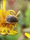 Close up of bug on yellow dandelion flower. Macro nature wallpaper Royalty Free Stock Photo