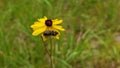 Close up of a bug on a yellow flower Royalty Free Stock Photo