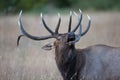 Close-up of bugling elk Royalty Free Stock Photo