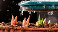 Close-up of bulb shoots emerging after watering in garden pot Royalty Free Stock Photo