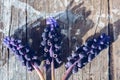 Close up bulbs of grape hyacinth flowers