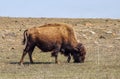 Close-up of a bull buffalo American Bison munching grass on a rocky hillside with the horizon close behind him - selective focus