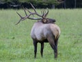 Close up Bull Elk bugling during the rutting season. Royalty Free Stock Photo