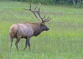 Close up Bull Elk during the rutting season. Royalty Free Stock Photo