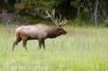 Close up Bull Elk during the rutting season.