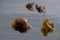 Close up of bull kelp floating in a gray-looking sea