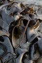Close Up Bull Kelp Seaweed