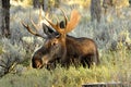 Close up Bull Moose antlered lying in sagebrush. Royalty Free Stock Photo