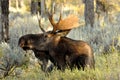 Close up Bull Moose antlered lying in sagebrush. Royalty Free Stock Photo