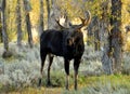 Close up Bull Moose antlered standing in sagebrush.