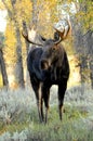 Close up Bull Moose antlered standing in sagebrush.