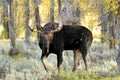 Close up Bull Moose antlered walking in sagebrush. Royalty Free Stock Photo