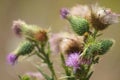 Closeup of bull thistle flowers and buds with blurred background