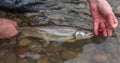 A close up of a Bull trout in the water, caught on a red intruder fly