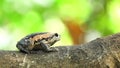 Bullfrog eating ant