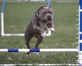 Close up of bully going over agility jump