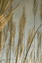 Close up bulrush at morning light Royalty Free Stock Photo