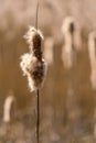 Close up of a Bulrush seed head