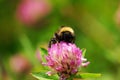 Close up on a Bumble bee