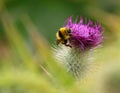 Bumble bee, bombus terrestris lusitanicus on a thistle Royalty Free Stock Photo