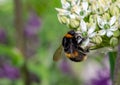 Close up of a bumble bee collecting pollen