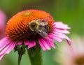 Close up of a bumble bee on a coneflower Royalty Free Stock Photo