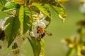 Close up of bumble-bee on flower Royalty Free Stock Photo