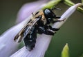 close-up of a bumble bee on a flower in sunlight Royalty Free Stock Photo