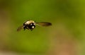 Close up Bumble Bee flying toward the camera.