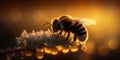 Close up of a bumble bee on honey nectar. Backlit silhouette. Generative ai