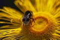 Close up of bumble-bee landing on a yellow daisy