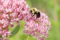 Close up of bumble bee on a pink blooming flower Royalty Free Stock Photo