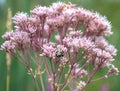 Close up of bumble bee on pink flowering milkweed plant