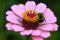 Close Up Bumble Bee On Pink Zinnia - Sunflower tribe - Daisy family Royalty Free Stock Photo