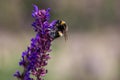 Close up of a bumble bee pollinating in a lavender field Royalty Free Stock Photo