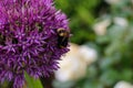 Close up of a bumble bee pollinating a purple Allium flower in full bloom.  The tight cluster of spiky flowers of the Allium Royalty Free Stock Photo