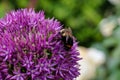 Close up of a bumble bee pollinating a purple Allium flower in full bloom.  The tight cluster of spiky flowers of the Allium Royalty Free Stock Photo