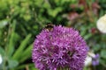 Close up of bumble bee pollinating a purple Allium flower. With its large globe shaped head made up of tight clusters of spiky Royalty Free Stock Photo