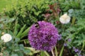 Close up of bumble bee pollinating a purple Allium flower. With its large globe shaped head made up of tight clusters of spiky Royalty Free Stock Photo