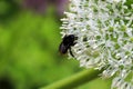 Close up of a bumble bee pollinating a white Allium flower in full bloom.  The tight cluster of spiky flowers of the Allium Royalty Free Stock Photo