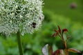 Close up of bumble bee pollinating a white Allium flower. With its large globe shaped head made up of tight clusters of spiky Royalty Free Stock Photo