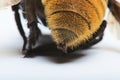 Close up bumble bee sting Royalty Free Stock Photo