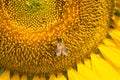 Close up of bumble bee on sunflower