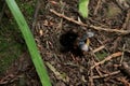 Bumble bee foraging in woods