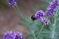 Close-up of a bumblebee on a blooming lavender Royalty Free Stock Photo