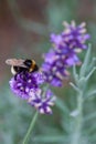 Close-up of a bumblebee on a blooming lavender Royalty Free Stock Photo