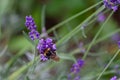 A bumblebee on a blooming lavender Royalty Free Stock Photo