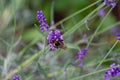 A bumblebee on a blooming lavender Royalty Free Stock Photo