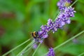 A bumblebee on a blooming lavender Royalty Free Stock Photo