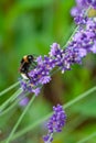 A bumblebee on a blooming lavender Royalty Free Stock Photo